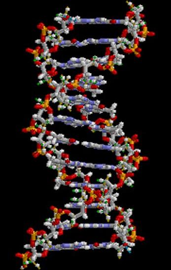 Model of DNA, a biopolymer