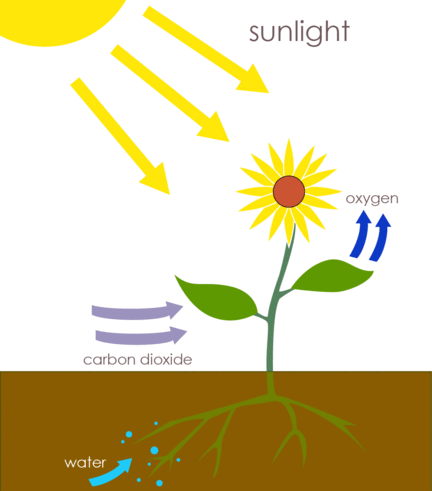Diagram of the process of photosynthesis