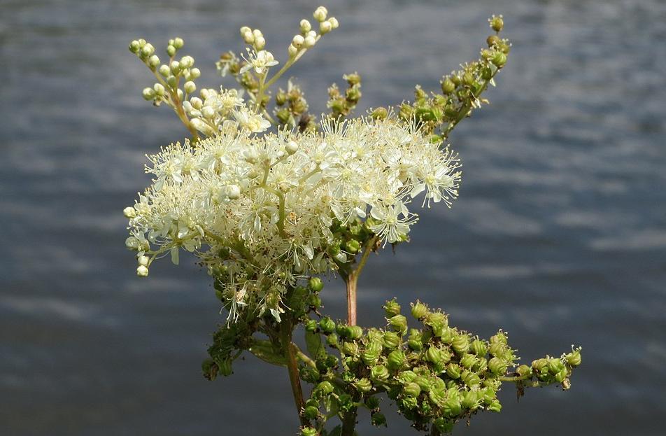 Meadowsweet, one of the natural sources of salicylic acid from which acetylsalicylic acid, or aspirin, can be synthesized