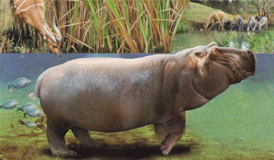 A hippo standing on the lake bottom