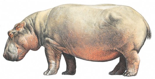 Hippopotamus