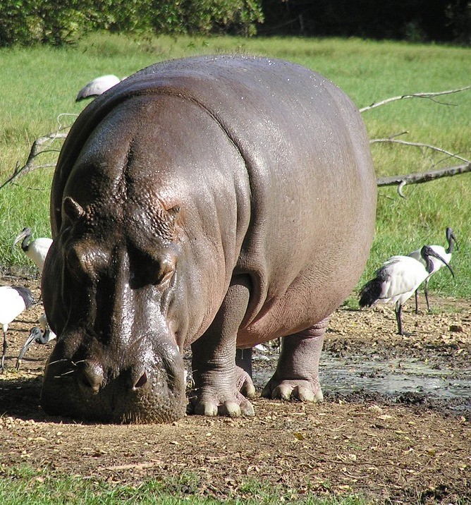 Hippo grazing on land