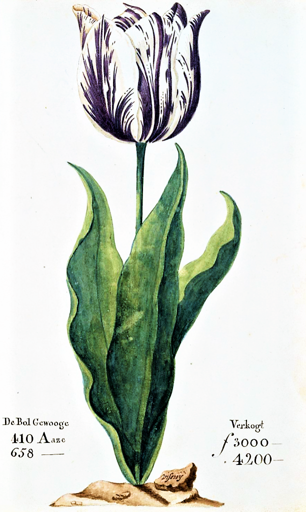 A tulip displayed in a 1637 Dutch catalogue