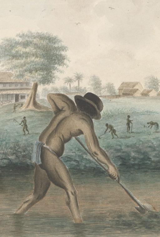 Enslaved African working on a plantation in Suriname