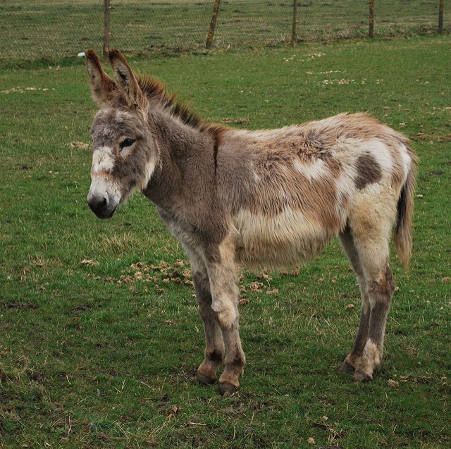 Donkey