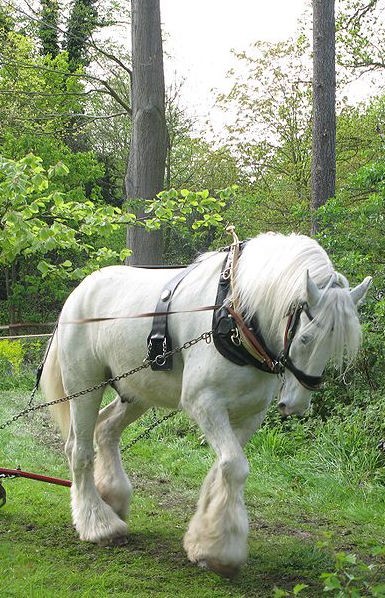 Shire horse
