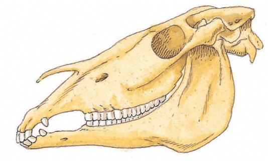 The skull of a zebra