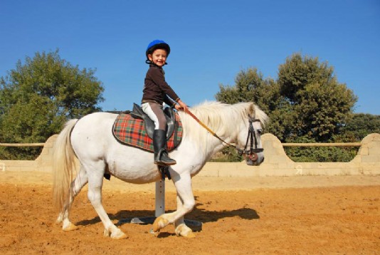Pony
