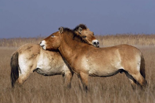 Przewalski's horse