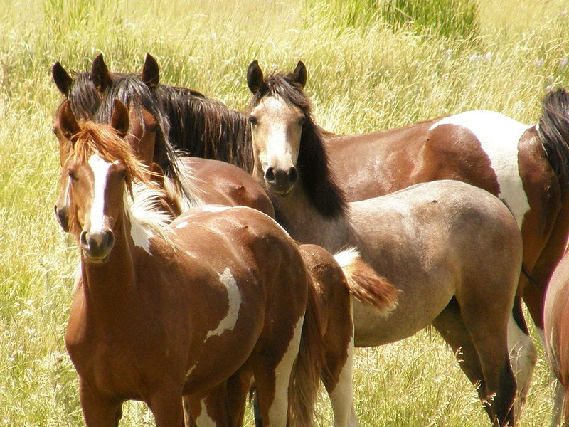 Wild horses, Wyoming
