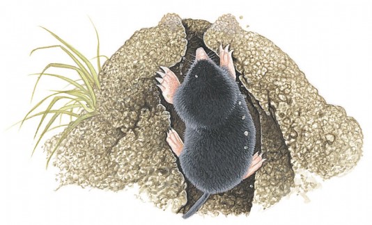 A cross-section through a molehill