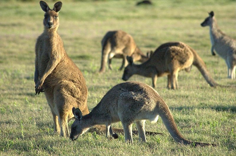 Eastern grey kangaroos grazing