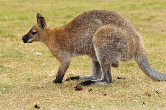 Red-necked wallaby