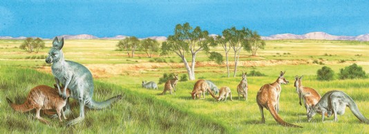 Red kangaroos grazing on a grassy plain in Australia