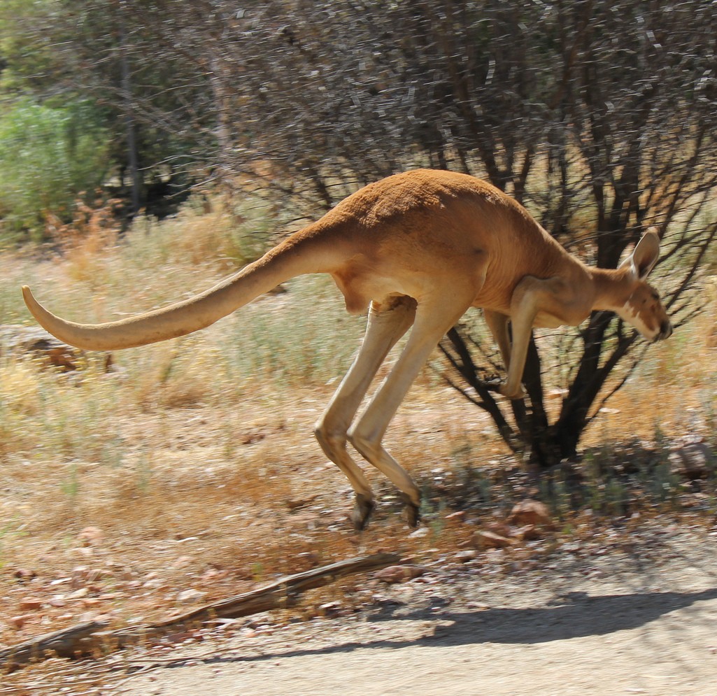 Red kangaroo