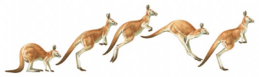 A kangaroo leaps forward.