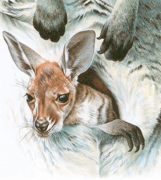 An eight-month-old joey in its mother's pouch