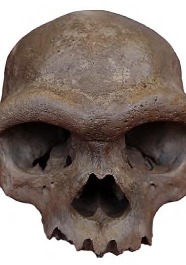 Skull of "Dragon Man" (Homo longi)