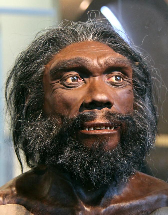 Model of Homo heidelbergensis adult male