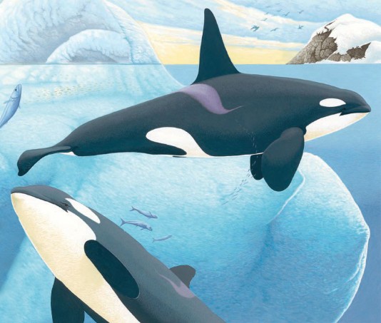 Orca