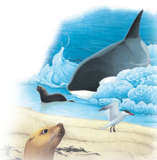 An orca about to seize a sea lion pup