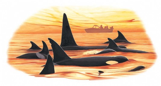 A pod of orcas at rest at twilight.