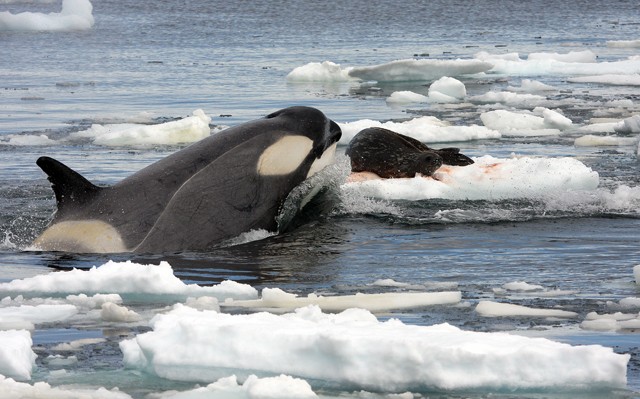 An orca approaches a Weddell seal
