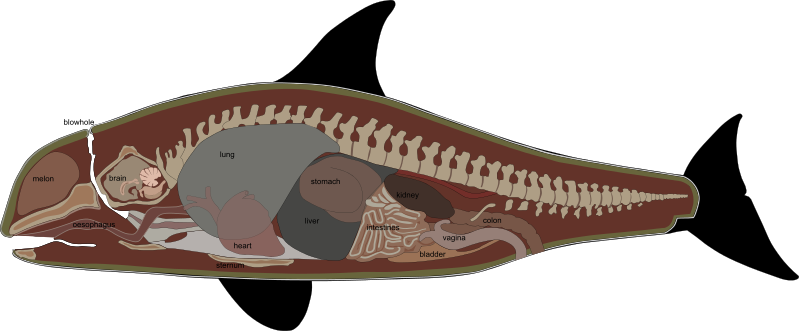 Anatomy of an orca