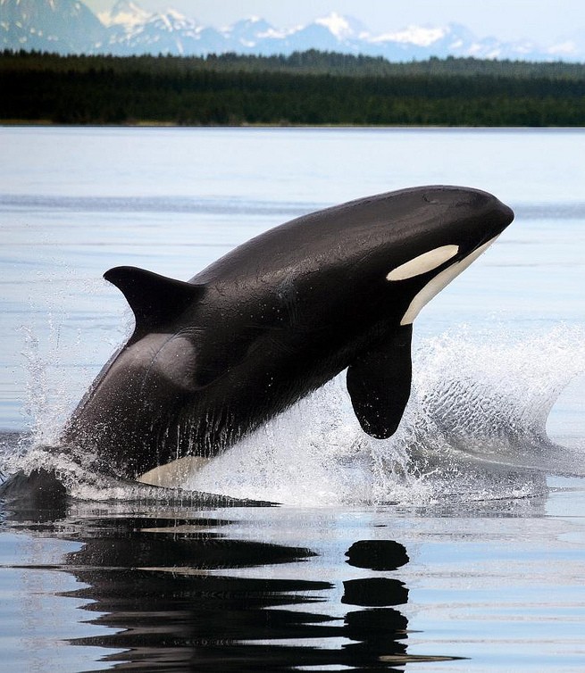 Orca