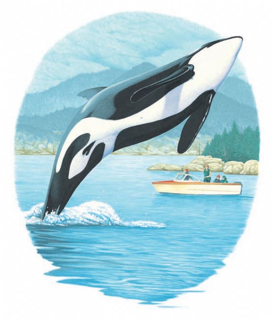 Orca breaching