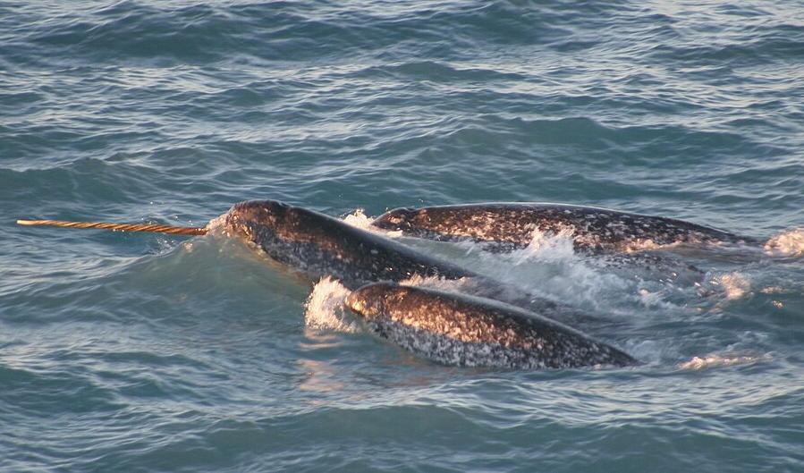 A study has shown that narwhals stop calling to one another or move away when they hear approaching vessels.