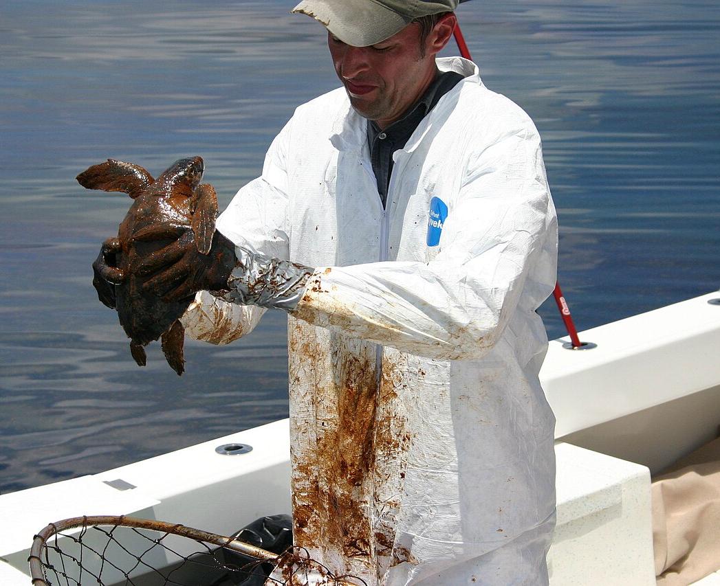 Cleaning an oiled turtle after the Deepwater Horizon oil spill