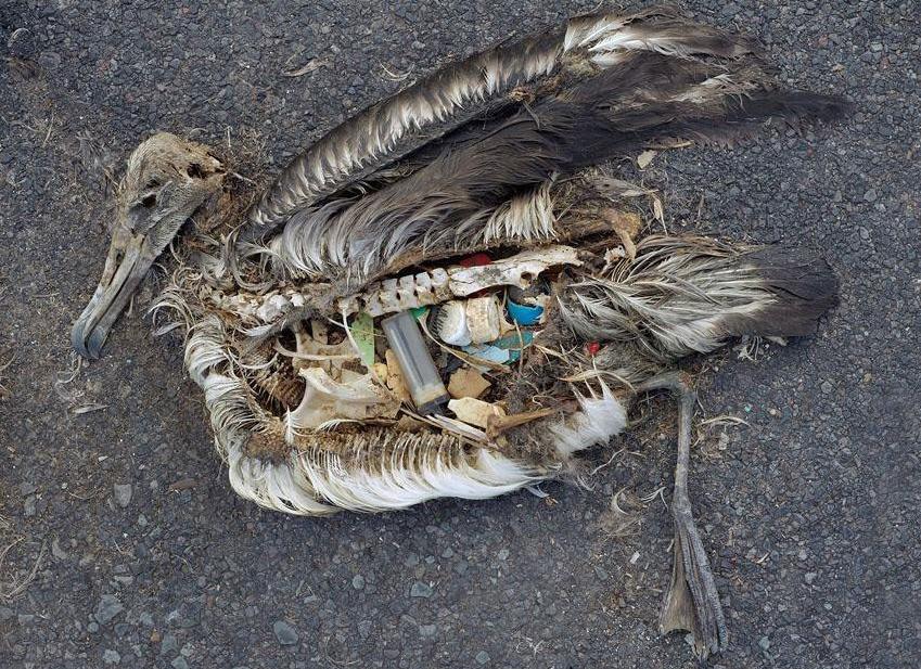 Plastics in stomach contents of a dead baby albatross