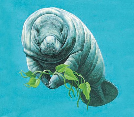 Manatee swimming 