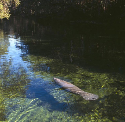 A manatee swimming in a river in Florida