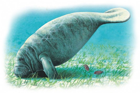 A manatee feeding on a seagrass meadow