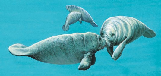 Manatees touching noses.