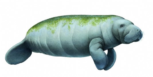 Manatee with algae growing on its back