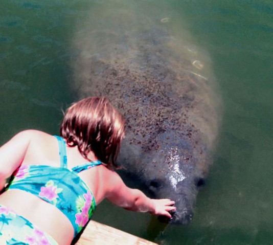 Manatees are naturally curious, tame animals.