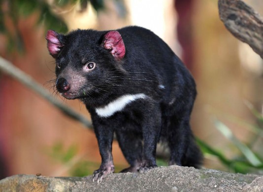 Tasmanian devil