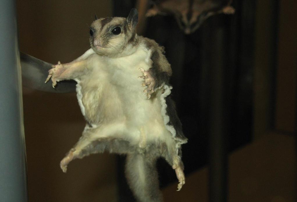 A sugar glider, a nocturnal gliding possum from Australia