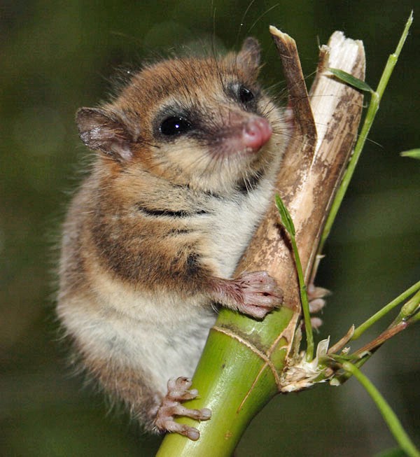Monito del monte, a South American marsupial
