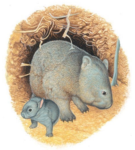 Wombat