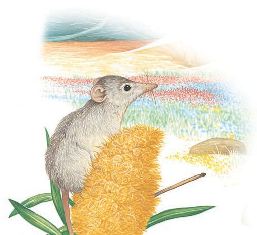 Honey possum