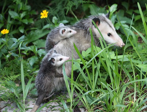 Virginia opossum, with her young