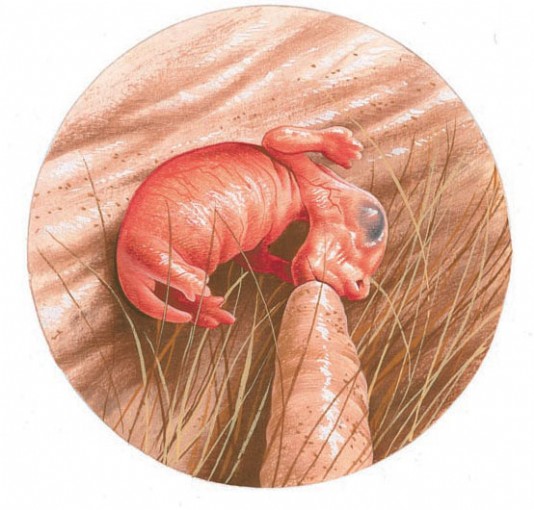 A newborn kangaroo sucks on its mother's nipple
