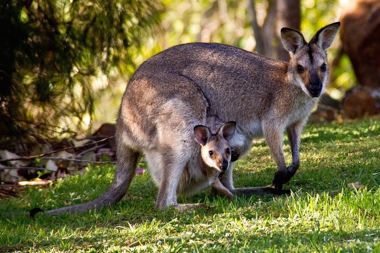 Red-necked wallaby with joey