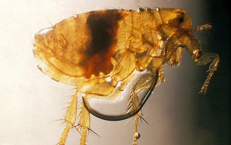 An infected rat flea viewed under a microscope