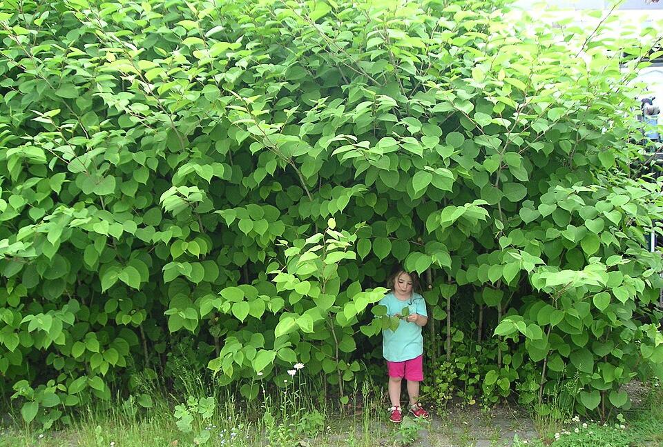 Japanese knotweed, an invasive plant species in Europe, forms dense stands that crowd out all other plant species