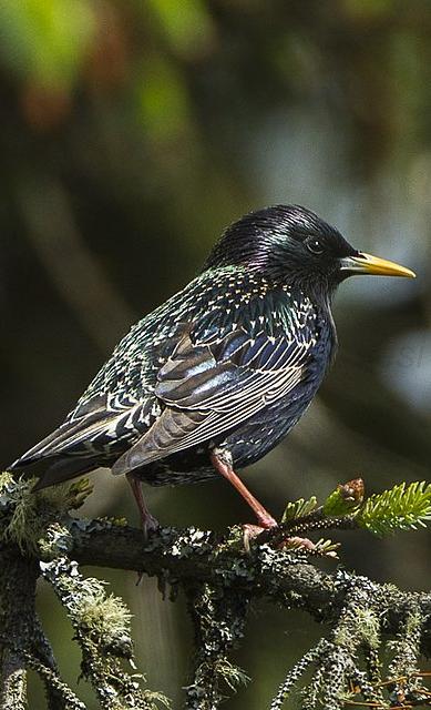 European starling, pictured in Oregon, USA